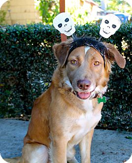 Studio City Ca Golden Retriever Meet Rex A Pet For Adoption