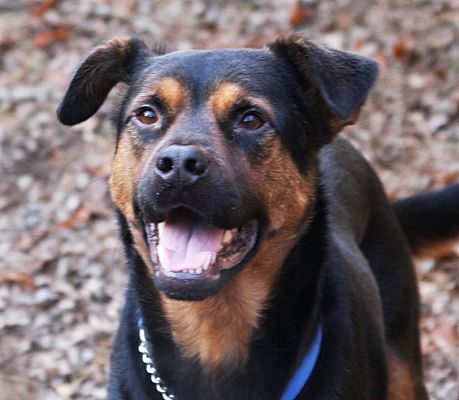 Bowie Md Rottweiler Meet Adopted Stanlee A Pet For Adoption