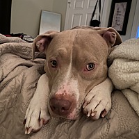 american pit bull terrier puppies for