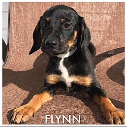 Photo of Flynn