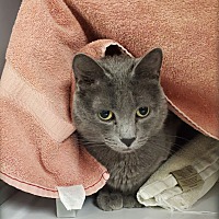 adopt a pet
