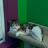 adopt a pet