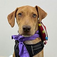 adopt a pet