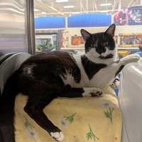adopt-pet