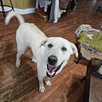 adopt a pet