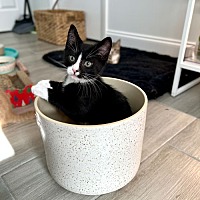 adopt a pet