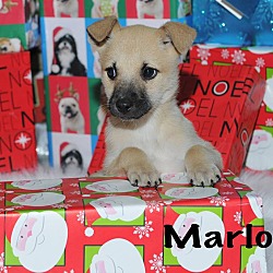 Thumbnail photo of Marlo #3