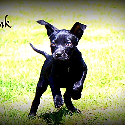Thumbnail photo of Fink~adopted! #2