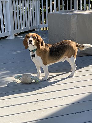 Fishkill Ny Beagle Meet Chase A Pet For Adoption