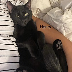 Photo of Henry