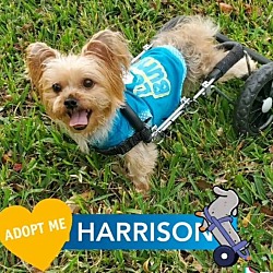 Photo of Harrison The Paralyzed Yorkie