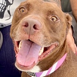 Photo of Lucy Ann - Adopt Me!