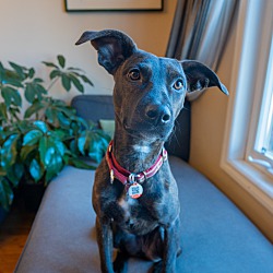 Photo of Phylis (Foster-to-Adopt)