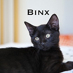 Thumbnail photo of Binx #1