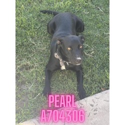 Photo of PEARL