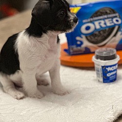 Thumbnail photo of Oreo (located in CT) #1