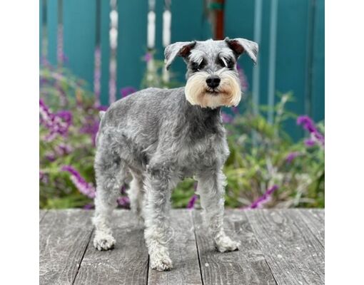 Pacific Grove, CA - Schnauzer (Miniature). Meet Ace a Pet for Adoption ...