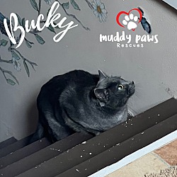 Thumbnail photo of Bucky #2