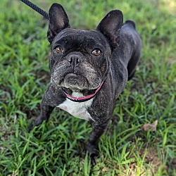 Thumbnail photo of Stevie (Frenchie) #1