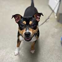 adopt a pet