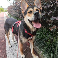adopt-pet