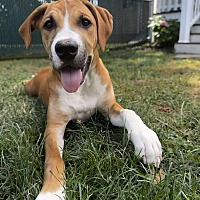 adopt a pet