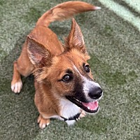adopt a pet