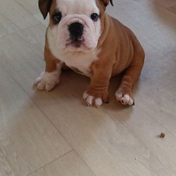 Photo of linate the Bulldogs puppies