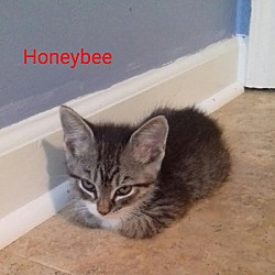 Thumbnail photo of Honeybee #1