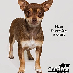 Thumbnail photo of Flynn  (Foster) #1