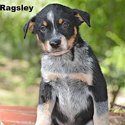 Thumbnail photo of Ragsley~adopted! #1