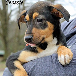 Thumbnail photo of Nessie ~ meet me! #3