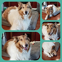 Thumbnail photo of Male rough collie #2