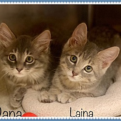 Photo of LAINA & DANA