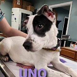 Photo of Uno