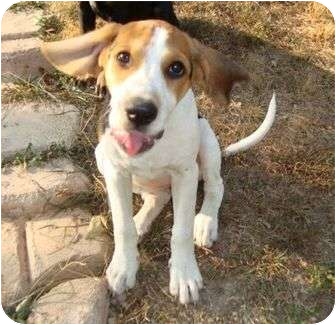 treeing walker beagle mix