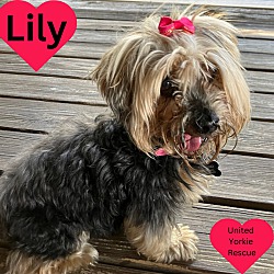 Thumbnail photo of Lily #4