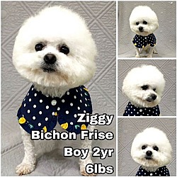 Photo of Ziggy from Korea