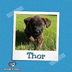 Photo of Avenger Litter: Thor