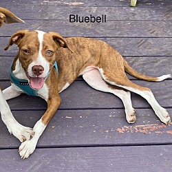 Photo of Bluebell