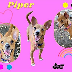 Photo of Piper