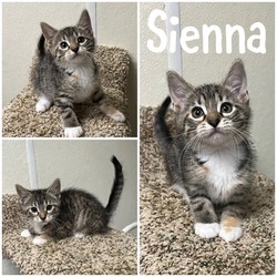 Photo of Sienna