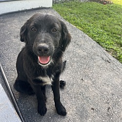 Photo of Sandy (S Puppies)