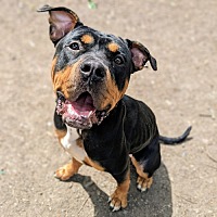 adopt a pet