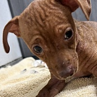 adopt a pet