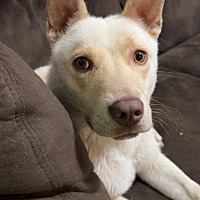 adopt a pet