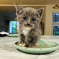 adopt a pet