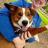 adopt a pet