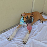adopt a pet