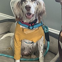 adopt a pet